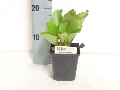 Hjertekæmpestenbræk Bergenia cordifolia 5-10 potte P9