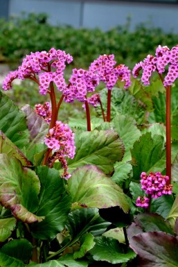 Hjertekæmpestenbræk Bergenia cordifolia 'Rotblum' 5-10 potte P9 Bergenia cordifolia 'Rotblum'