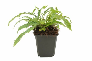 Almindelig kambregne Blechnum spicant 5-10 potte P9 Blechnum spicant