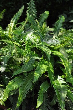Almindelig kambregne Blechnum spicant 5-10 potte P9 Blechnum spicant