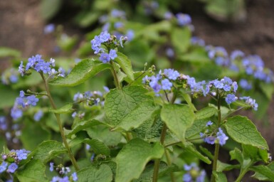 Kærmindesøster Brunnera macrophylla 5-10 potte P9 Brunnera macrophylla