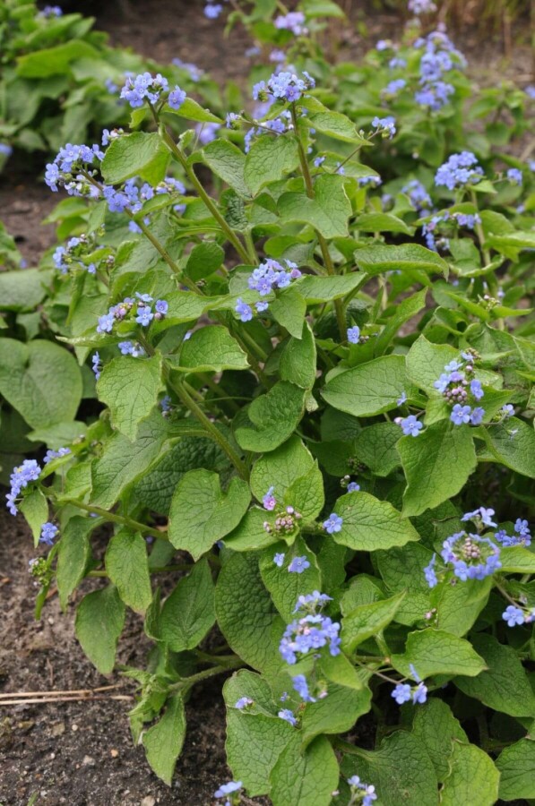 Kærmindesøster Brunnera macrophylla 5-10 potte P9 Brunnera macrophylla