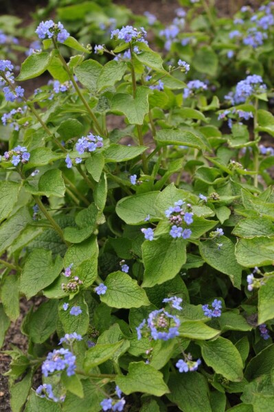 Kærmindesøster Brunnera macrophylla 5-10 potte P9 Brunnera macrophylla