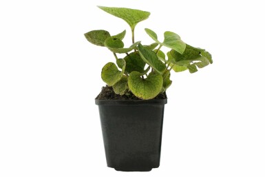 Kærmindesøster Brunnera macrophylla 5-10 potte P9