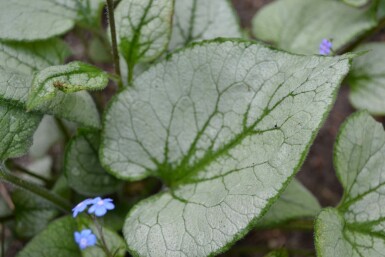 Kærmindesøster Brunnera macrophylla 'Jack Frost' 10-15 potte C2 Brunnera macrophylla 'Jack Frost'