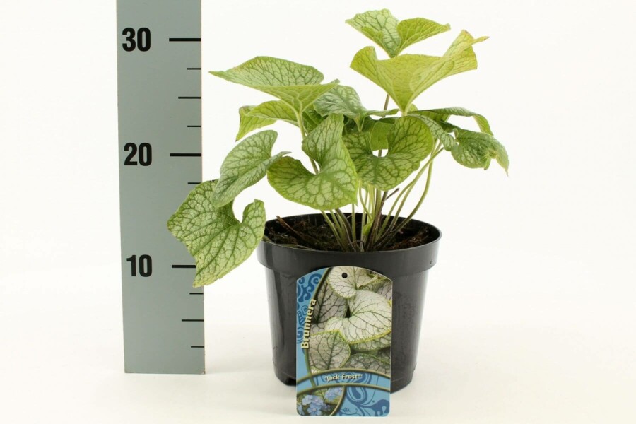 Kærmindesøster Brunnera macrophylla 'Jack Frost' 10-15 potte C2 Brunnera macrophylla 'Jack Frost'