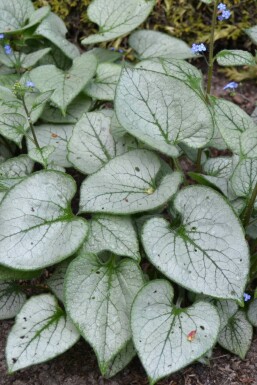 Kærmindesøster Brunnera macrophylla 'Jack Frost' 5-10 potte P9