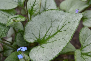 Kærmindesøster Brunnera macrophylla 'Jack Frost' 5-10 potte P9