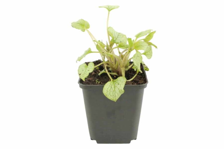 Kærmindesøster Brunnera macrophylla 'Jack Frost' 5-10 potte P9 Brunnera macrophylla 'Jack Frost'