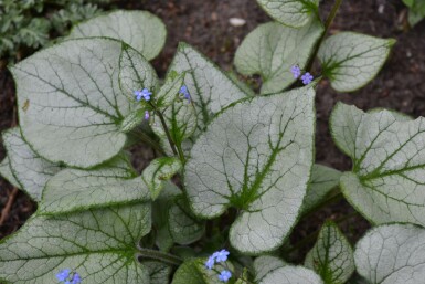 Kærmindesøster Brunnera macrophylla 'Jack Frost' 5-10 potte P9