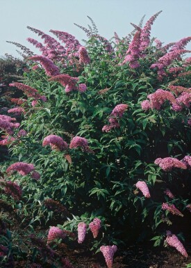 Sommerfuglebusk Buddleja davidii 'Pink Delight' busk 30-40 potte C3