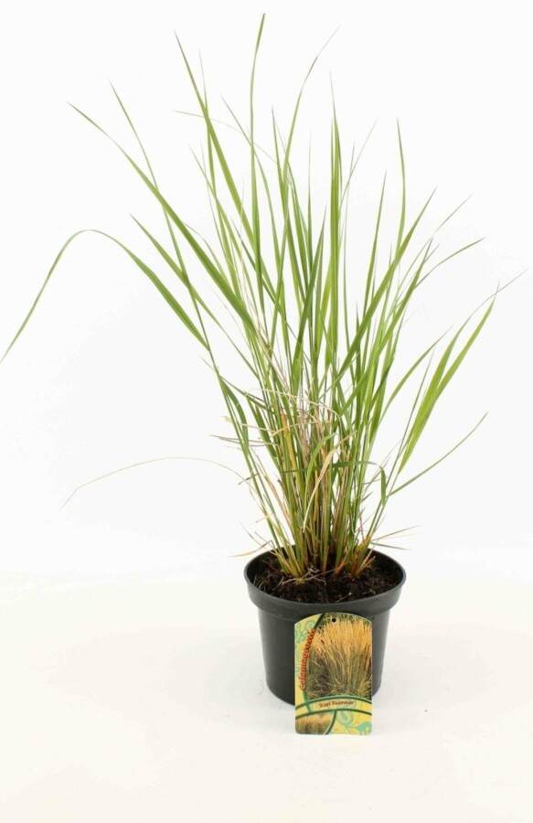 Sandrørhvene Calamagrostis × acutiflora 'Karl Foerster' 10-15 potte C2 Calamagrostis × acutiflora 'Karl Foerster'