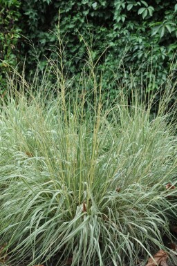 Sandrørhvene Calamagrostis × acutiflora 'Overdam' 5-10 potte P9 Calamagrostis × acutiflora 'Overdam'