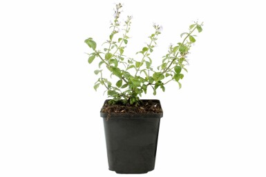 Hedebjergmynte Clinopodium nepeta subsp. nepeta 5-10 potte P9 Clinopodium nepeta subsp. nepeta