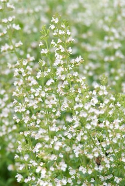 Hedebjergmynte Clinopodium nepeta subsp. nepeta 5-10 potte P9 Clinopodium nepeta subsp. nepeta
