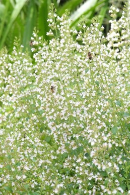 Hedebjergmynte Clinopodium nepeta subsp. nepeta 5-10 potte P9