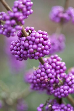 Callicarpa bodinieri 'Profusion' C12 100-125