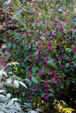 Glasbær Callicarpa bodinieri 'Profusion' busk 30-40 potte C2