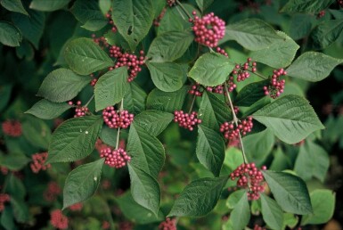 Glasbær Callicarpa bodinieri 'Profusion' busk 30-40 potte C2