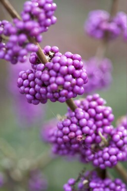 Glasbær Callicarpa bodinieri 'Profusion' busk 30-40 potte C2