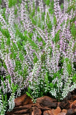 Hede lyng Calluna vulgaris 'Pink Angie' 5-10 potte P9,5 Calluna vulgaris 'Pink Angie'