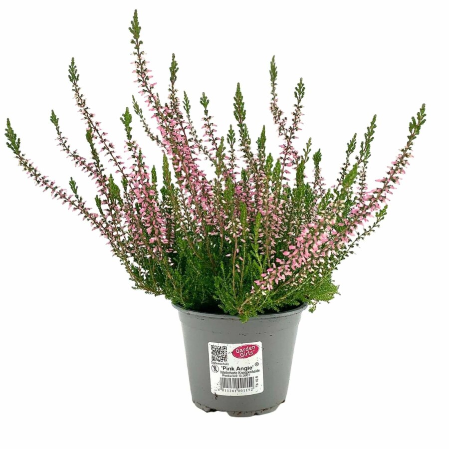 Hede lyng Calluna vulgaris 'Pink Angie' 5-10 potte P9,5 Calluna vulgaris 'Pink Angie'