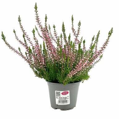 Hede lyng Calluna vulgaris 'Pink Angie' 5-10 potte P9,5 Calluna vulgaris 'Pink Angie'