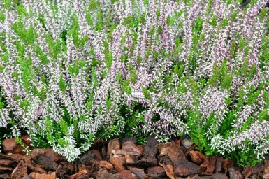Hede lyng Calluna vulgaris 'Pink Angie' 5-10 potte P9,5 Calluna vulgaris 'Pink Angie'