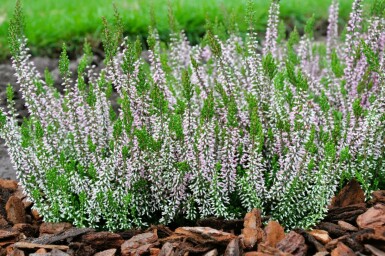 Hede lyng Calluna vulgaris 'Pink Angie' 5-10 potte P9,5 Calluna vulgaris 'Pink Angie'