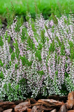 Hede lyng Calluna vulgaris 'Pink Angie' 5-10 potte P9,5 Calluna vulgaris 'Pink Angie'