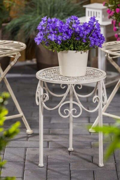 Karpaterklokke Campanula carpatica 5-10 potte P9 Campanula carpatica