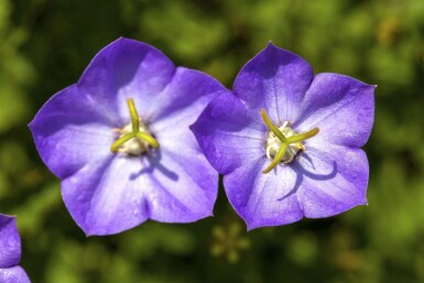 Karpaterklokke Campanula carpatica 5-10 potte P9 Campanula carpatica