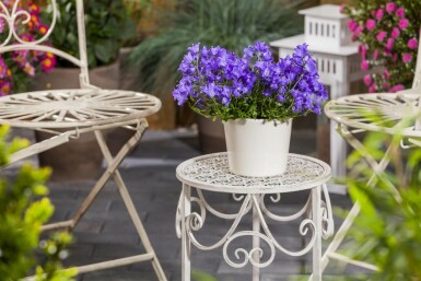 Karpaterklokke Campanula carpatica 5-10 potte P9 Campanula carpatica