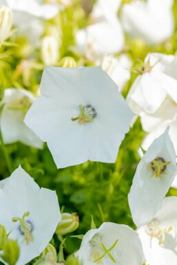 Campanula carpatica 'Alba'