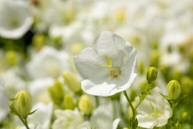 Karpaterklokke Campanula carpatica 'Alba' 5-10 potte P9