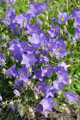 Karpaterklokke Campanula carpatica 'Blaue Clips' 5-10 potte P9 Campanula carpatica 'Blaue Clips'