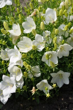 Karpaterklokke Campanula carpatica 'Weisse Clips' 5-10 potte P9