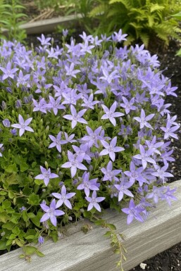 Italiensk klokke Campanula garganica 'Major' 5-10 potte P9 Campanula garganica 'Major'