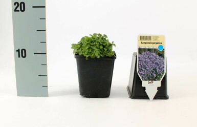 Italiensk klokke Campanula garganica 'Major' 5-10 potte P9 Campanula garganica 'Major'