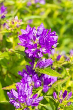 Nøgle-klokke Campanula glomerata 'Acaulis' 5-10 potte P9 Campanula glomerata 'Acaulis'