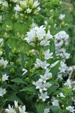Nøgle-klokke Campanula glomerata 'Alba' 5-10 potte P9 Campanula glomerata 'Alba'