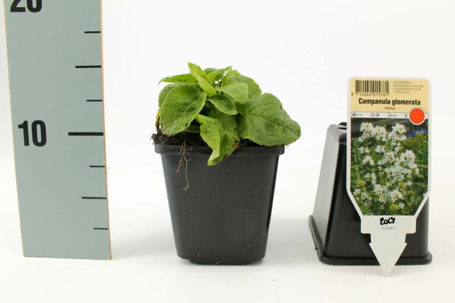 Nøgle-klokke Campanula glomerata 'Alba' 5-10 potte P9 Campanula glomerata 'Alba'