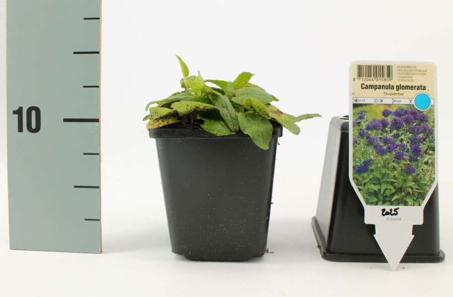 Nøgle-klokke Campanula glomerata 'Superba' 5-10 potte P9 Campanula glomerata 'Superba'