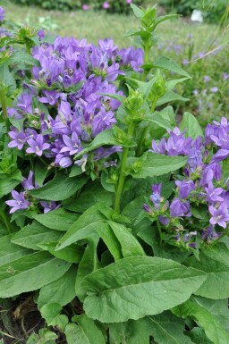 Nøgle-klokke Campanula glomerata 'Superba' 5-10 potte P9 Campanula glomerata 'Superba'