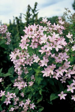 Mælkeklokke Campanula lactiflora 'Loddon Anna' 5-10 potte P9 Campanula lactiflora 'Loddon Anna'
