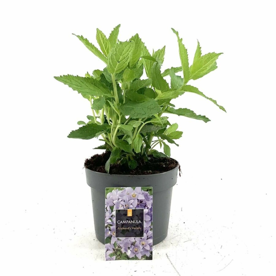 Mælkeklokke Campanula lactiflora 'Prichard's Variety' 15-20 potte C2 Campanula lactiflora 'Prichard's Variety'