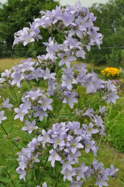 Mælkeklokke Campanula lactiflora 'Prichard's Variety' 5-10 potte P9