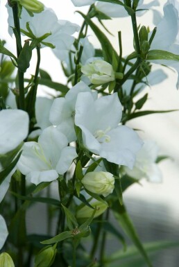 Smalbladet klokke Campanula persicifolia 'Alba' 5-10 potte P9 Campanula persicifolia 'Alba'