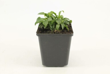Smalbladet klokke Campanula persicifolia 'Alba' 5-10 potte P9
