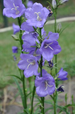 Smalbladet klokke Campanula persicifolia 'Coerulea' 5-10 potte P9 Campanula persicifolia 'Coerulea'